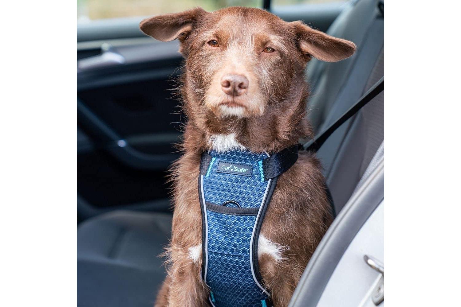 Company Of Animals Bp-740601 - Carsafe C/test Harness-2