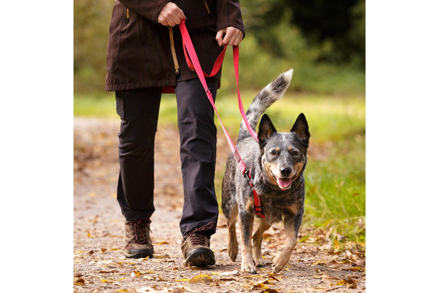 Company Of Animals Bp-580446 - Halti Dbl End Lead Red Lge-3