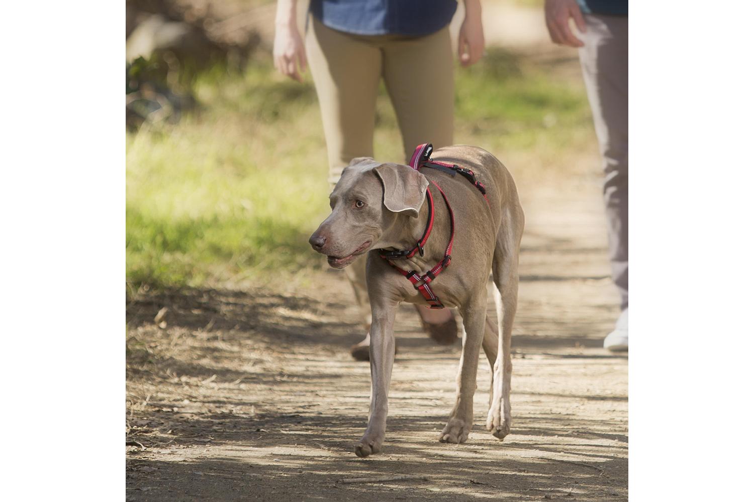 Company Of Animals Bp-302308 - Halti Walk Harness Red - Sml-2