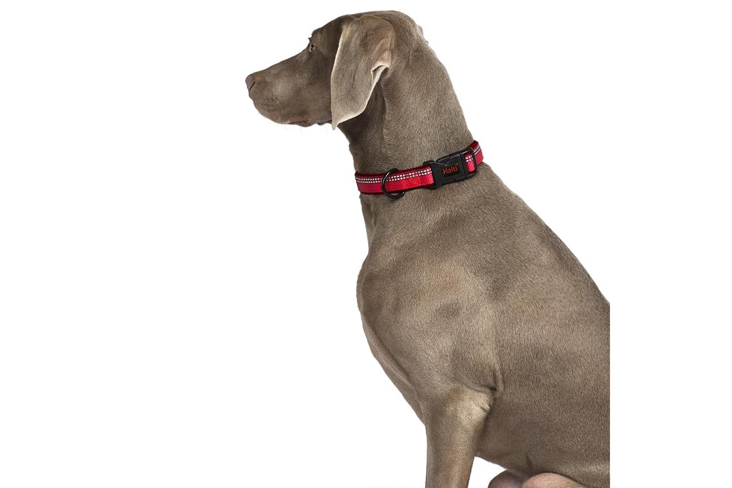Company Of Animals Bp-646106 - Halti Collar Purple Sml-3