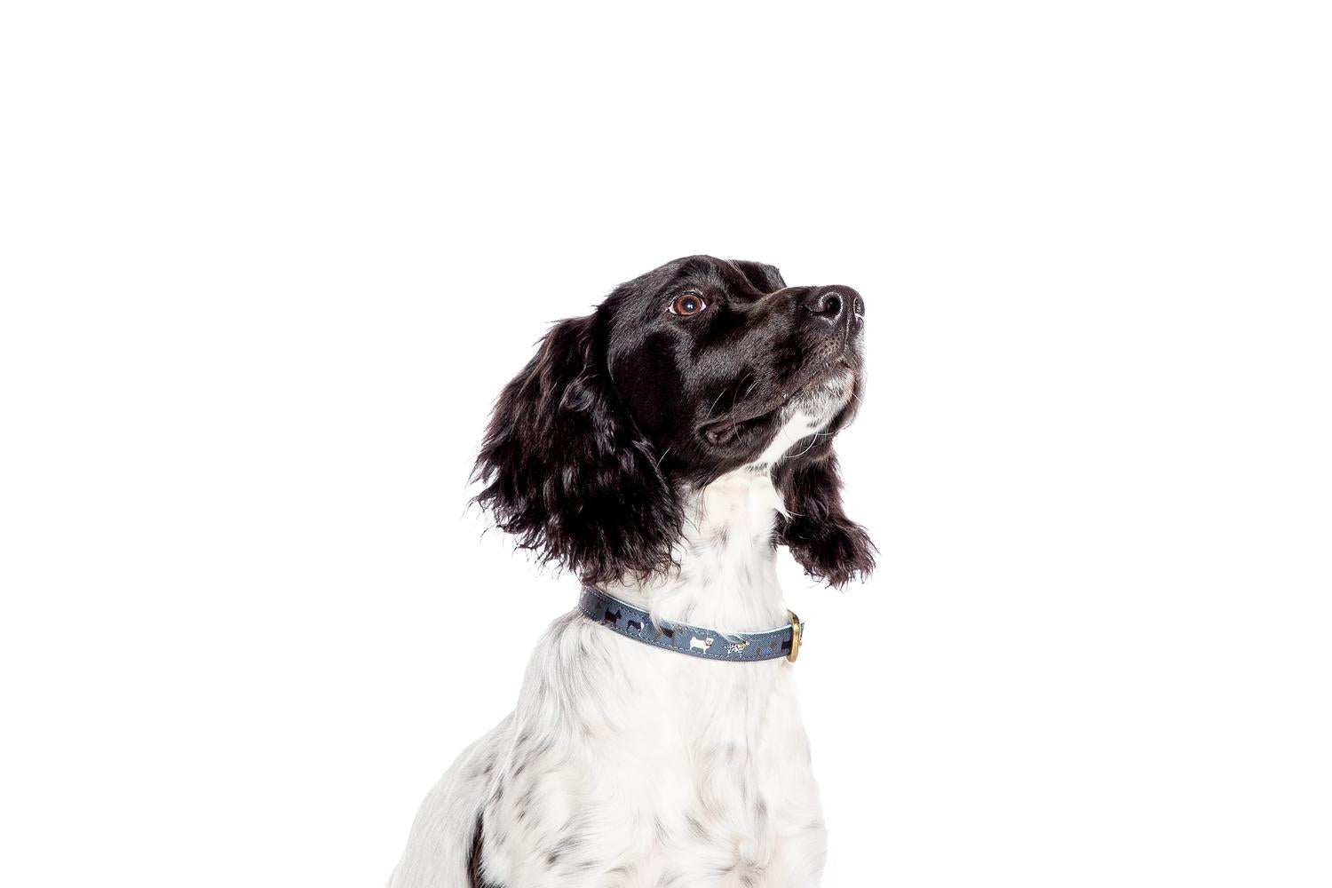 Fatface Bp-811491 - Dd Fface March Dog Collr - Med