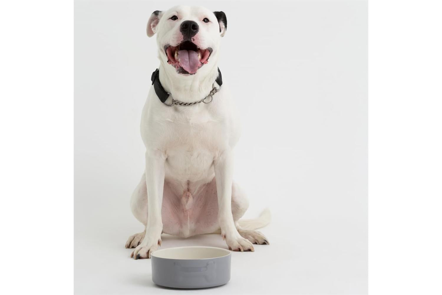 Mason Cash Bp-398462 - Mc Colour Mix Dog Grey 20cm-3