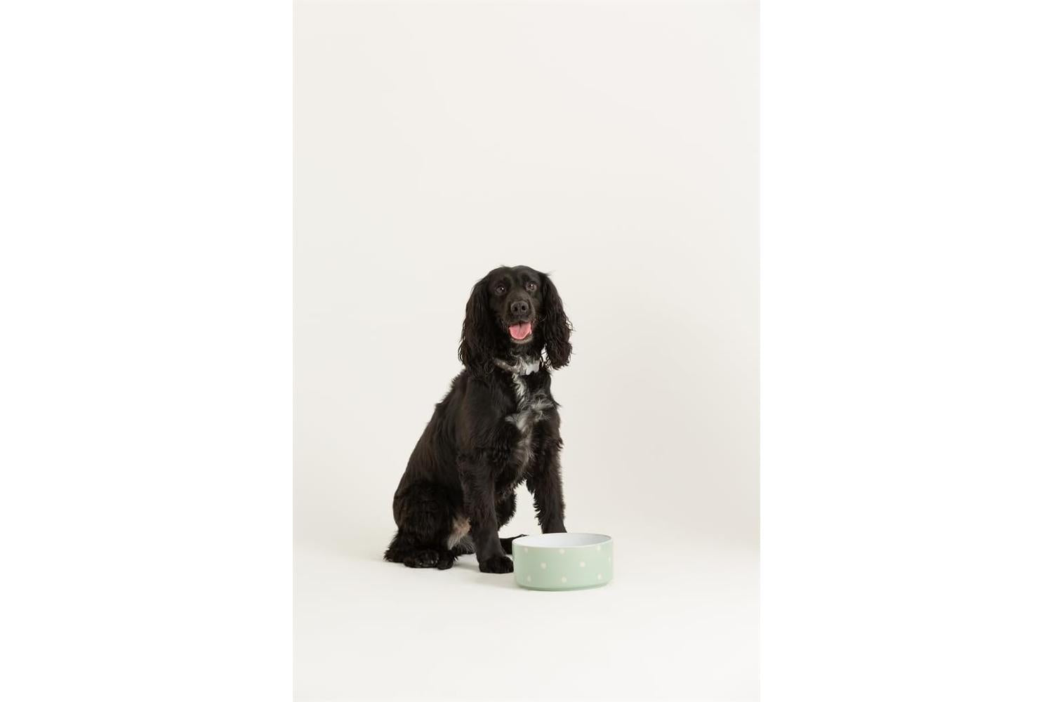 Mason Cash Bp-637423 - Mc Polka Dot Sage Bowl 18cm-2