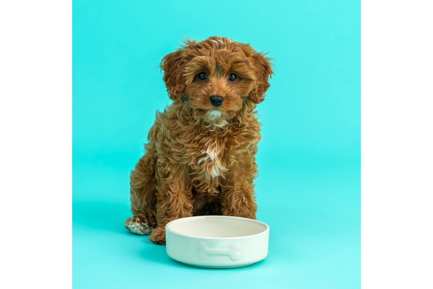 Mason Cash Bp-398438 - Mc Colour Mix Dog Cream 15cm-2