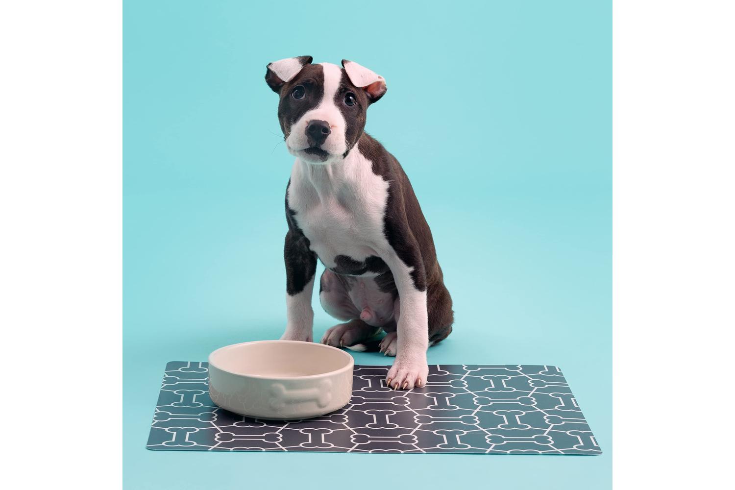 Mason Cash Bp-398438 - Mc Colour Mix Dog Cream 15cm-3