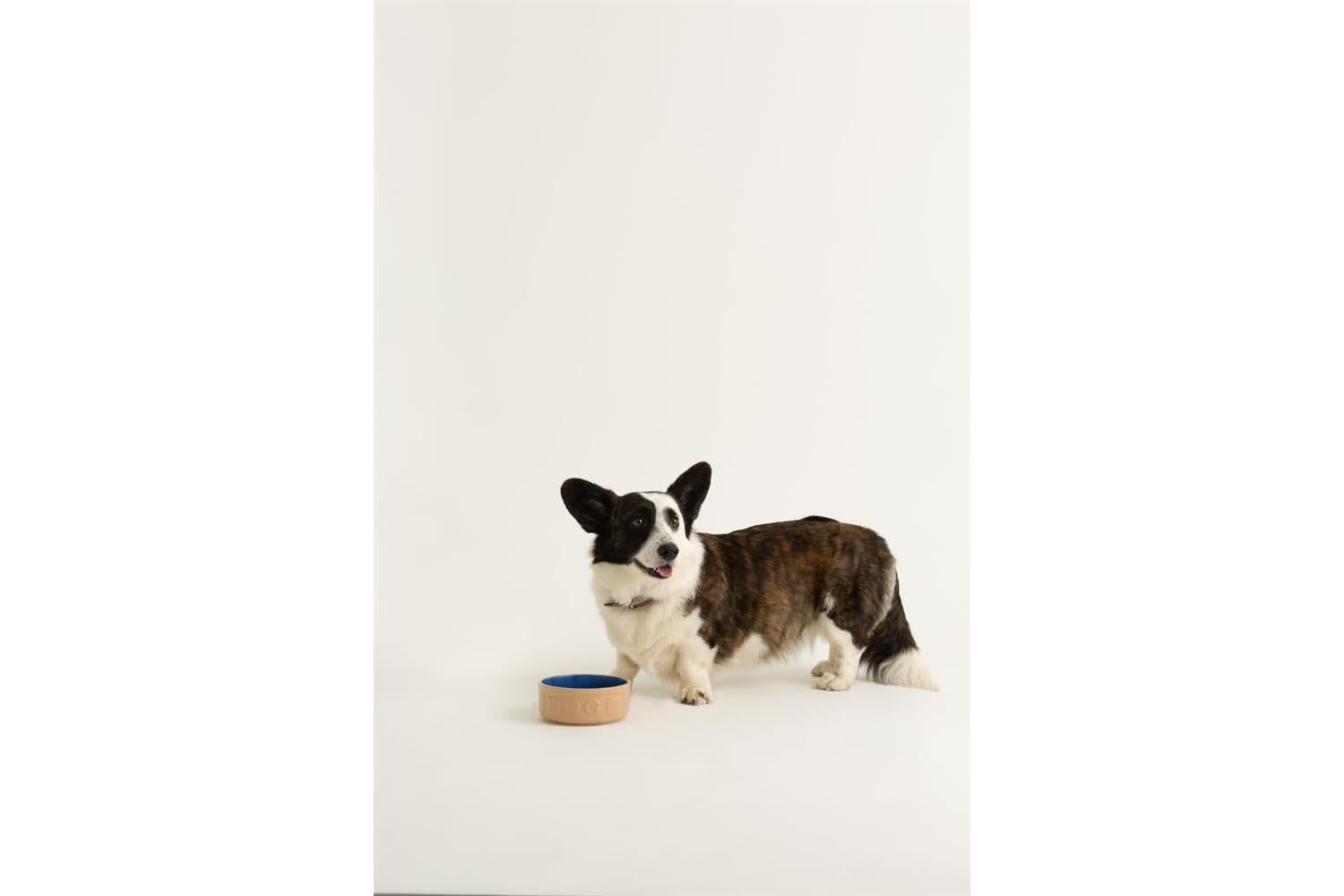 Mason Cash Bp-701602 - Mc Cane&blue Lettrd Dog 6"-2