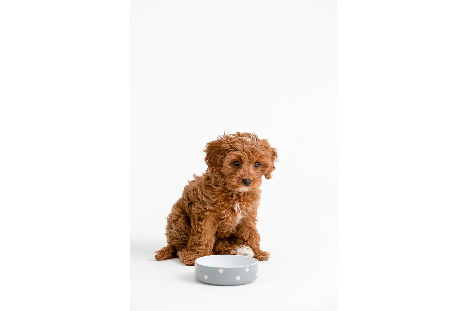 Mason Cash Bp-637391 - Mc Polka Dot Grey Bowl 13cm-2
