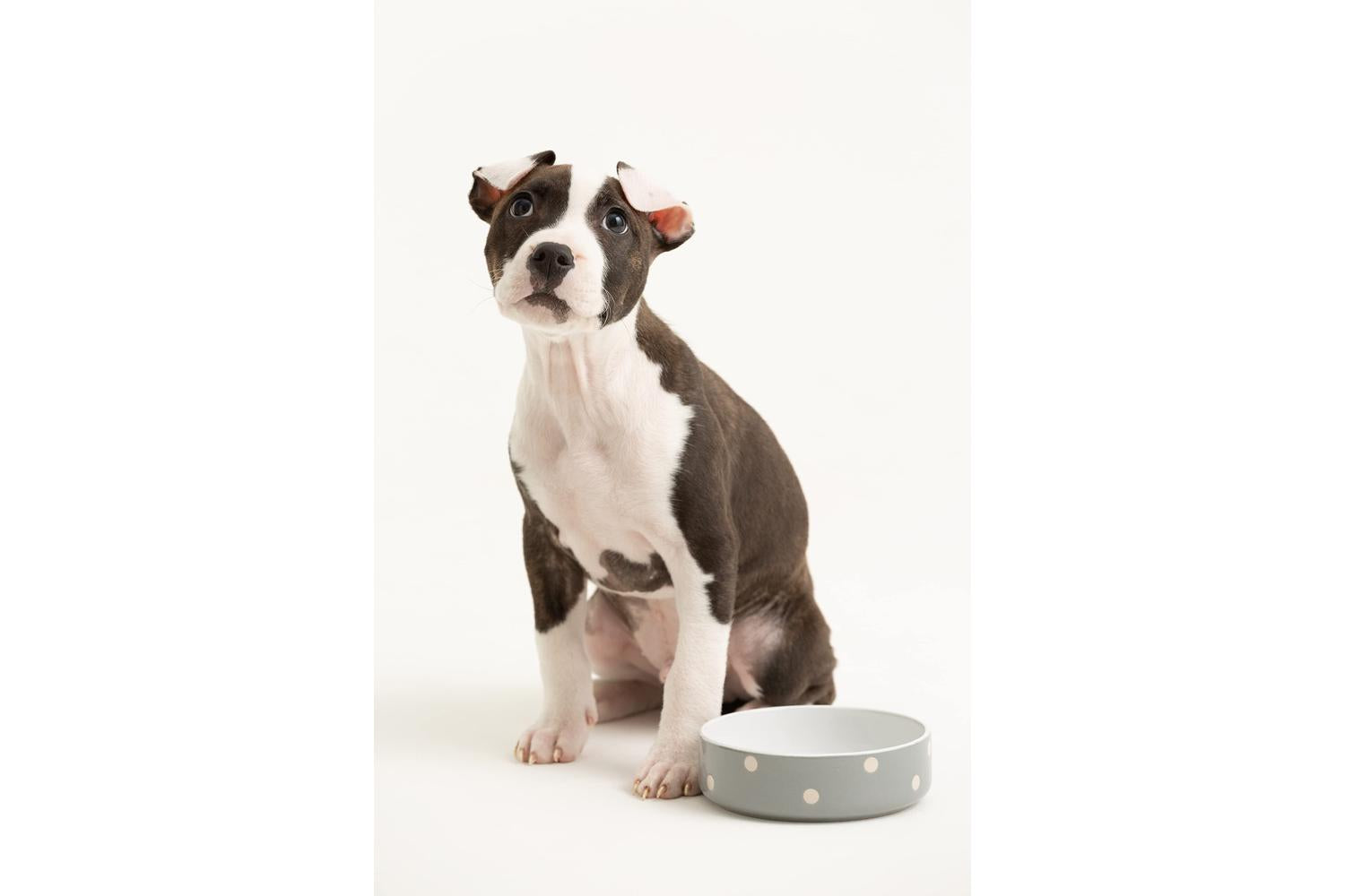 Mason Cash Bp-637391 - Mc Polka Dot Grey Bowl 13cm-3