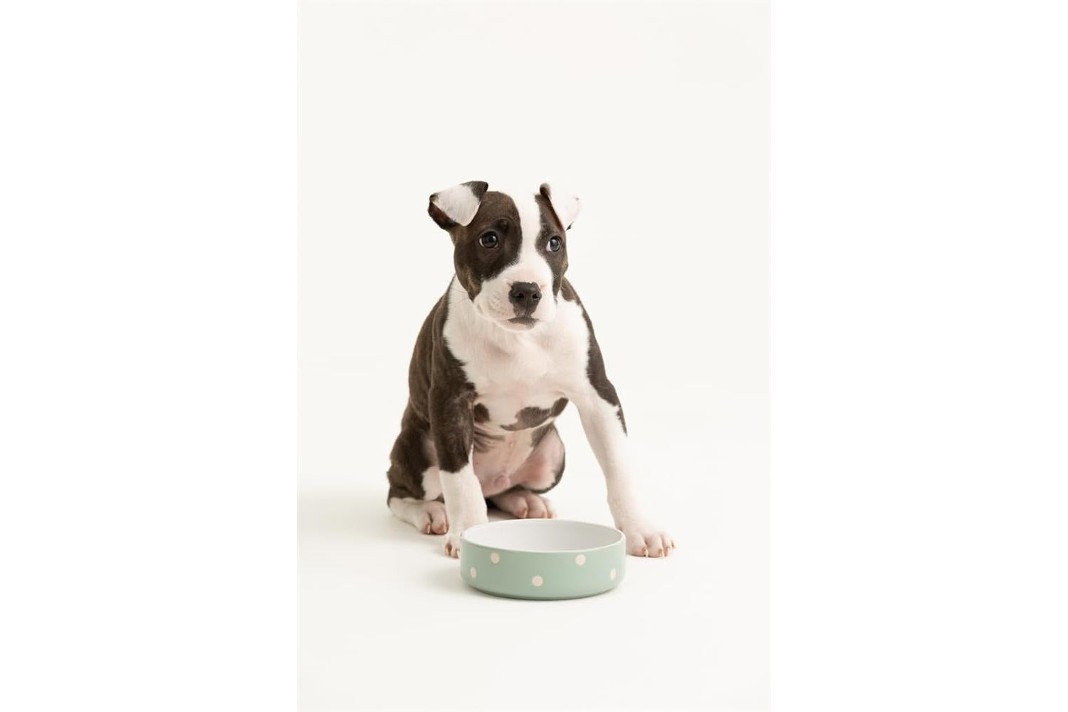 Mason Cash Bp-637401 - Mc Polka Dot Sage Bowl 13cm-3