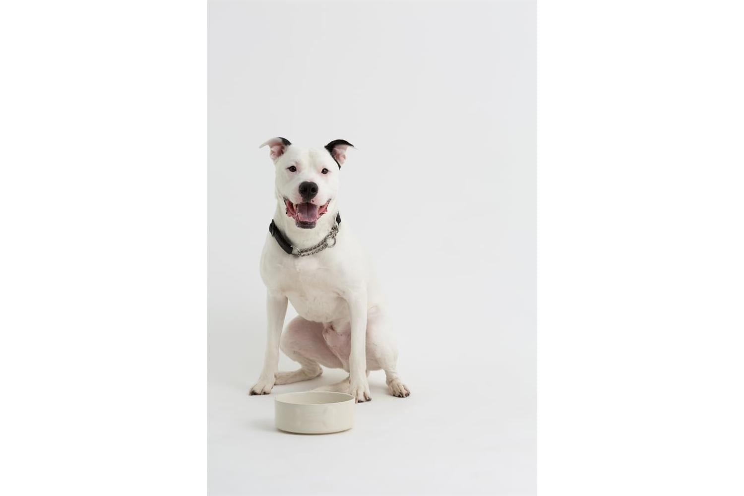 Mason Cash Bp-398451 - Mc Colour Mix Dog Cream 20cm-2