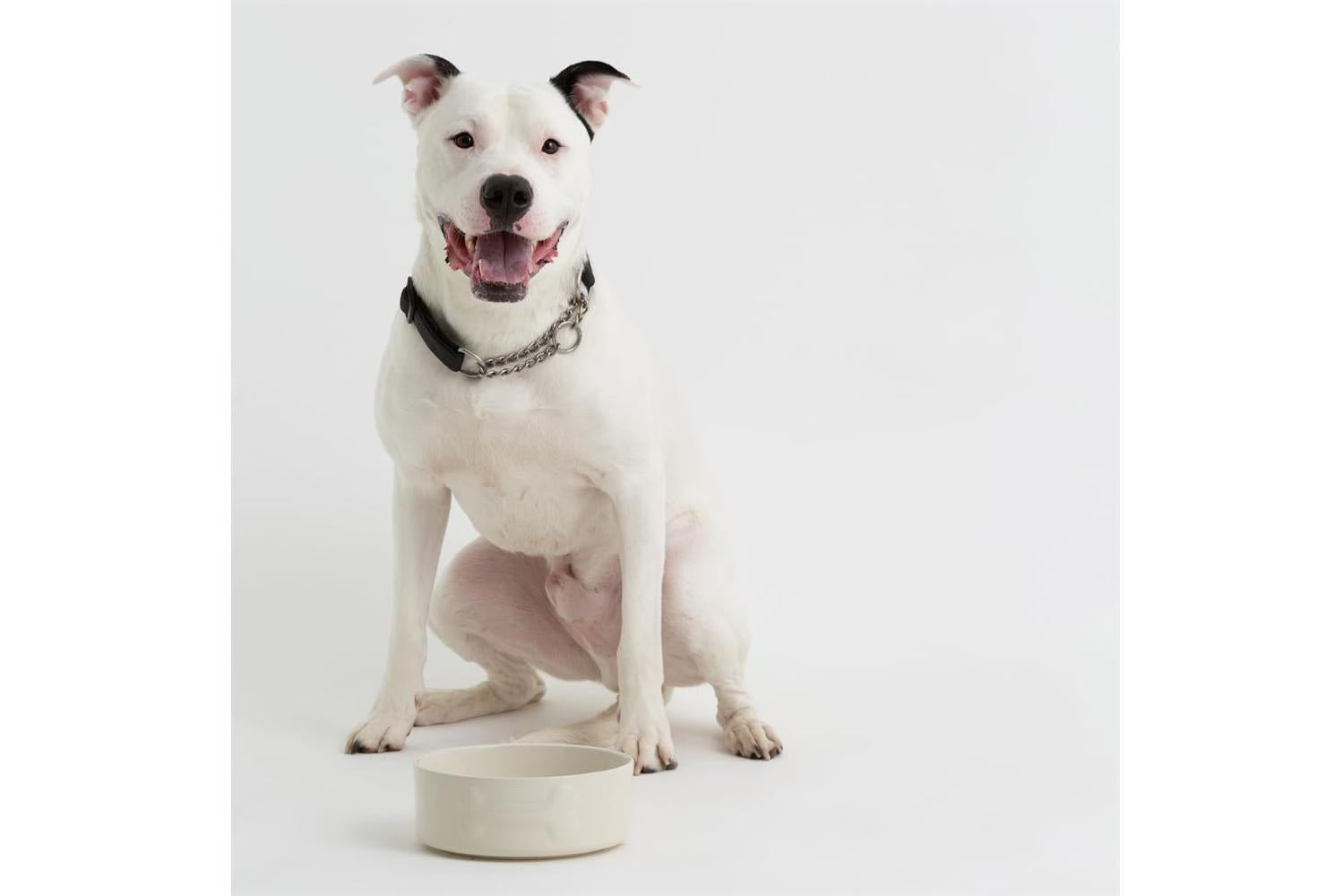 Mason Cash Bp-398451 - Mc Colour Mix Dog Cream 20cm-3