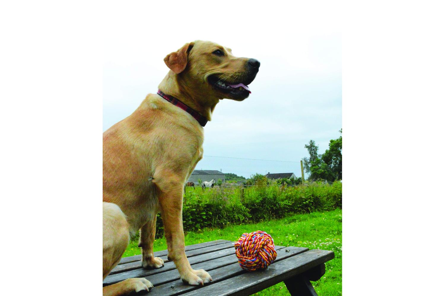 Nuts For Knots Bp-590673 - H/pet Twist-tee Ball Sgl-2