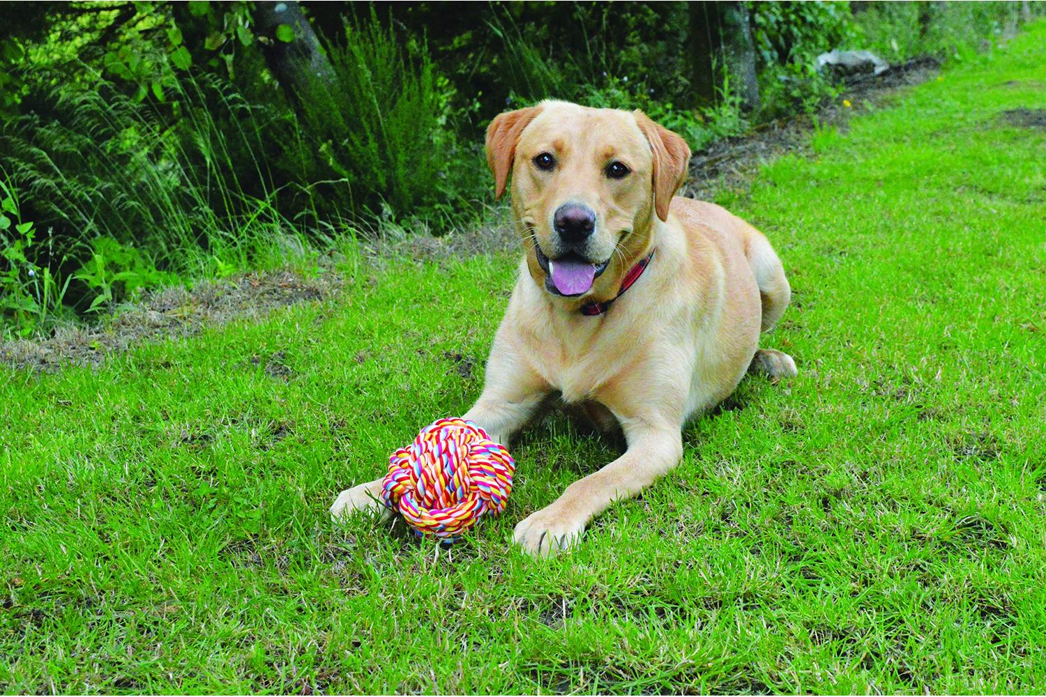 Nuts For Knots Bp-590673 - H/pet Twist-tee Ball Sgl-3