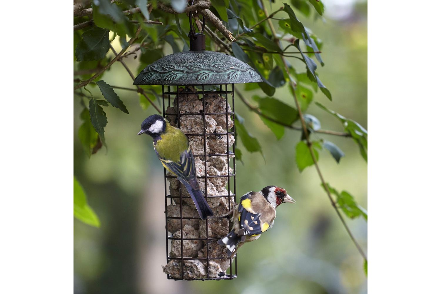 Peckish Bp-408463 - Peckish Sg Engy/ball Fdr Sgl-2
