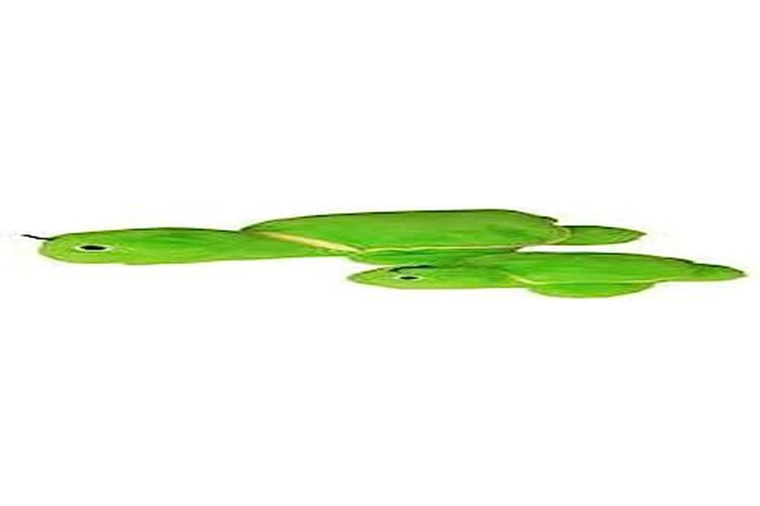 Gor Pets Gor-gh27 - Gor Hugs Mommy Tortoise (38cm) Green