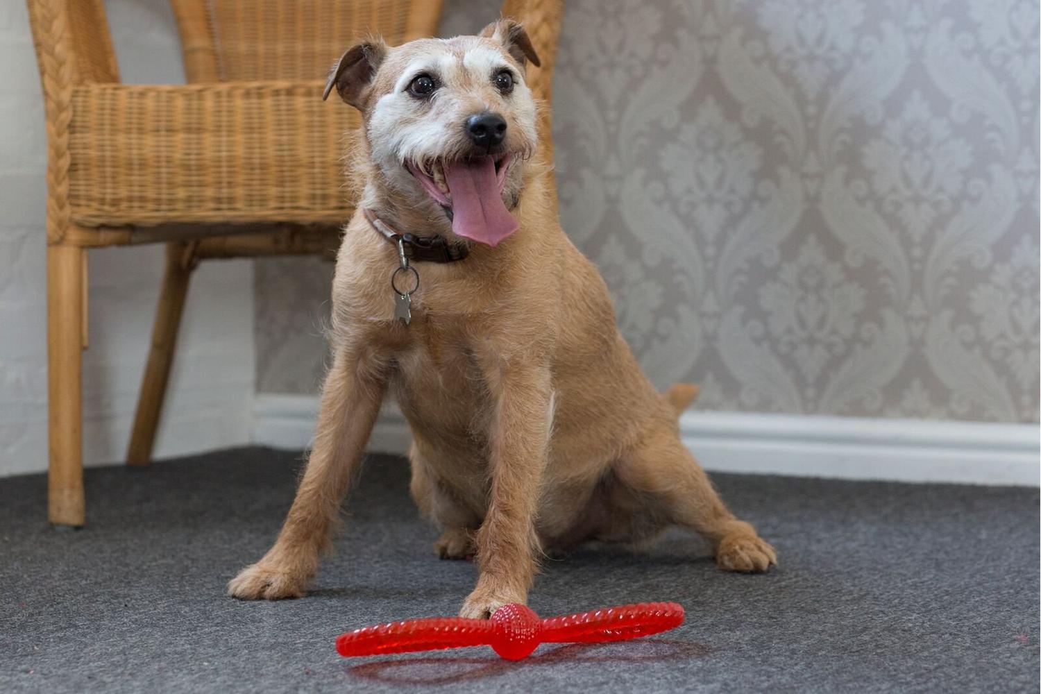 Gor Pets Gor-gf17 - Gor Flex Tough Tug (27cm) Blue/red-2