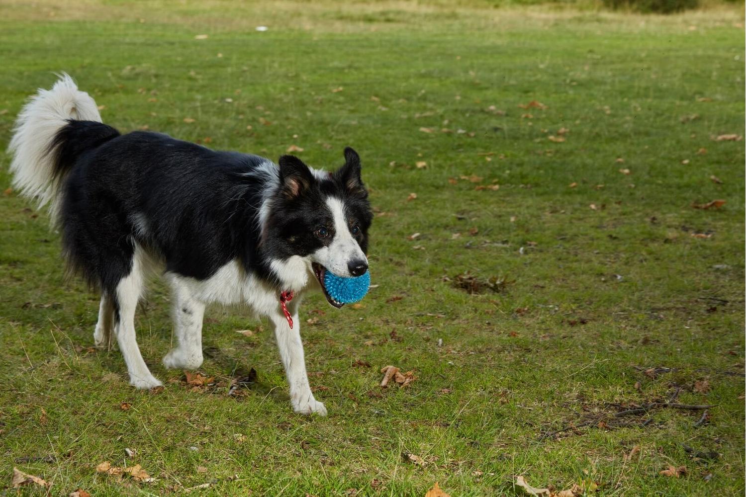 Gor Pets Gor-gf11 - Gor Flex Bouncy Ball (7.5cm) Blue/red-2