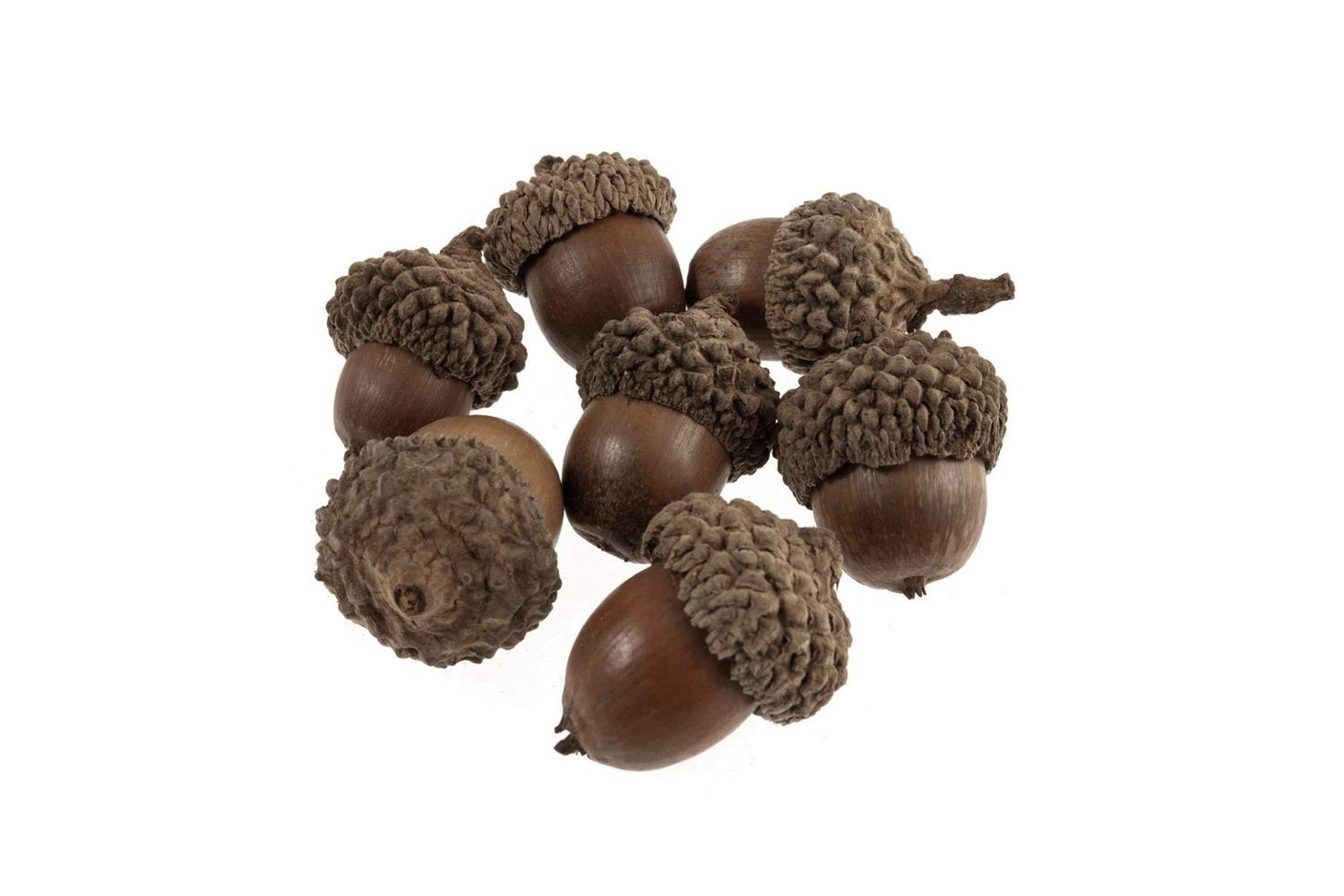 Occasions Gro-b2231\nat - Acorns Pk50 - Acorns 50 Pieces - O