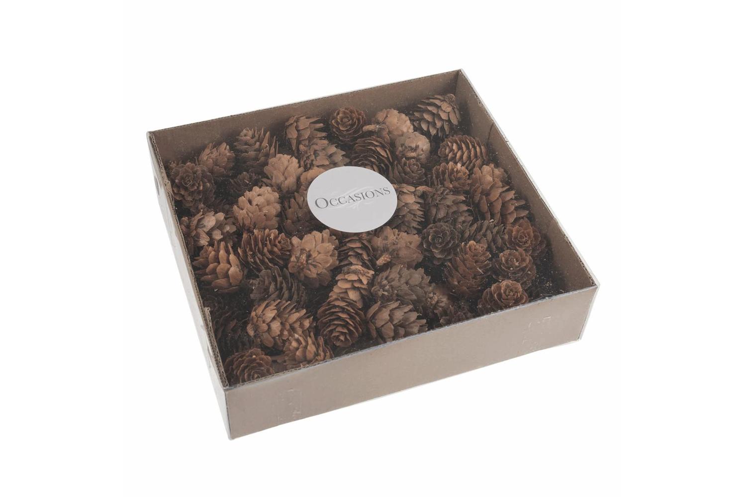 Occasions Gro-b2228\nat - Pinecones Pk100 - Pinecones 100 Pi