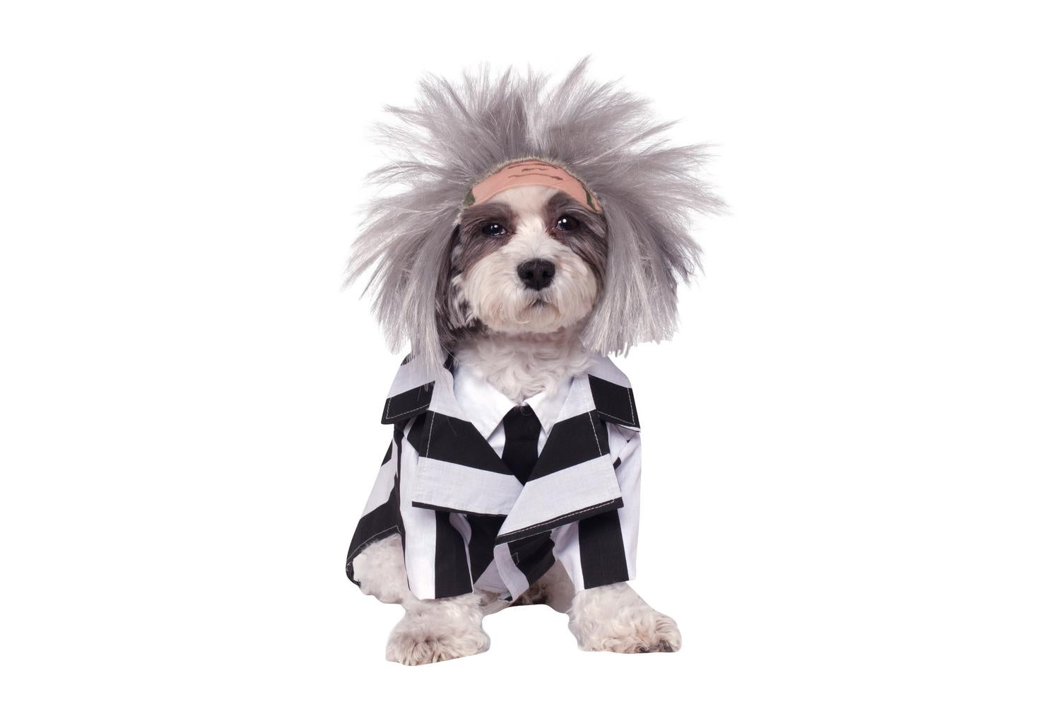 Rubies | Rb-580051-m | Beetlejuice Pet Costume M