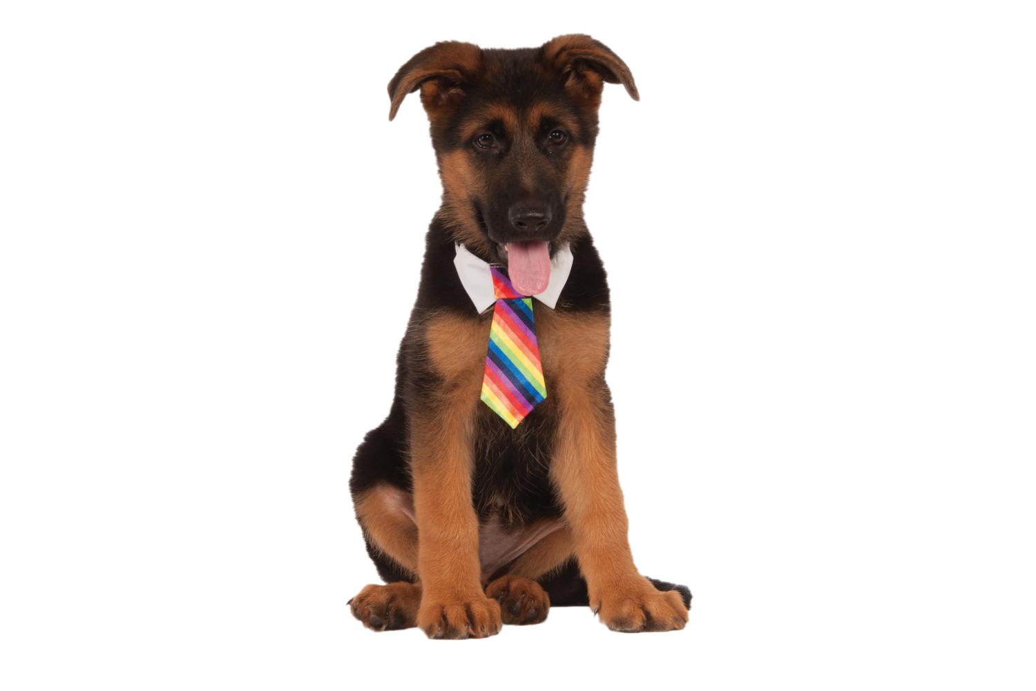 Rubies | Rb-580347-m-l | Rainbow Tie Pets M-l