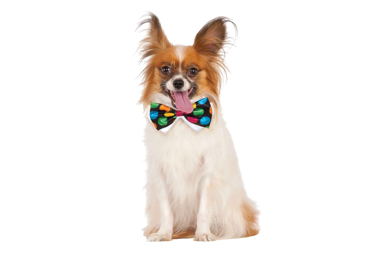 Rubies | Rb-580404-m-l | Halloween Polka Dot Bowtie Pets M-l
