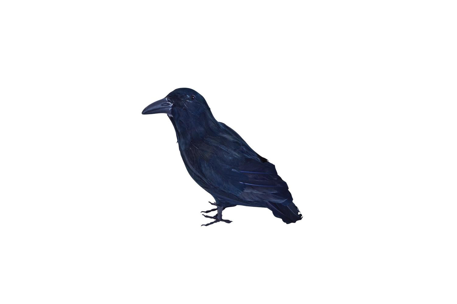 Rubies | Rb-ba702 | Feather Raven Accessory