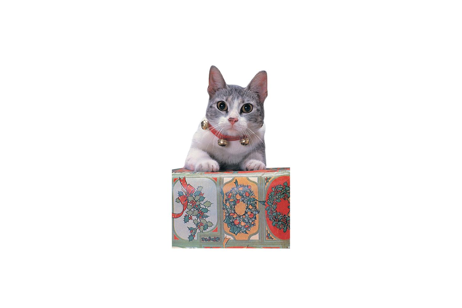 Rubies | Rb-ruk421ns | Jingle Cat Collar