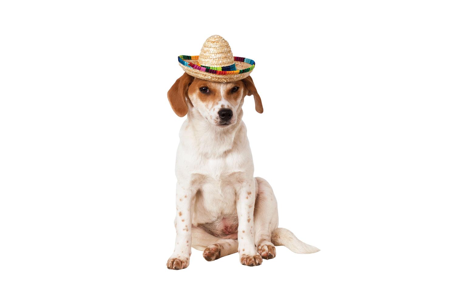 Rubies | Rb-888594-m-l | Multi Colour Sombrero Pet Costume M-l