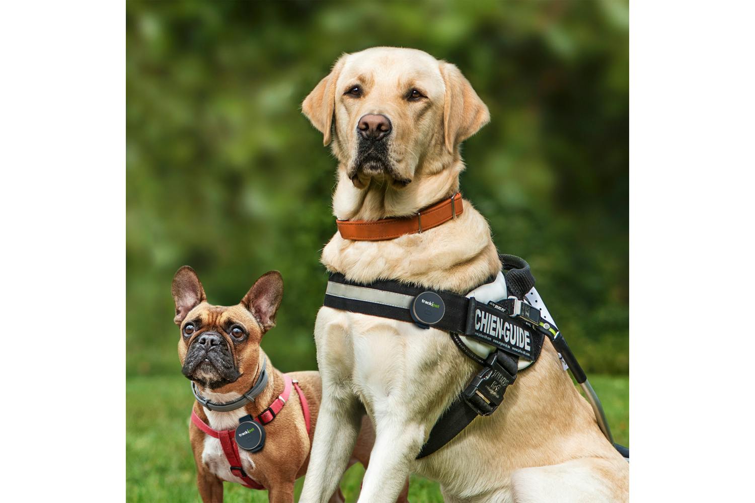 TrackiPet E71021417 4G Dog Tracker-2