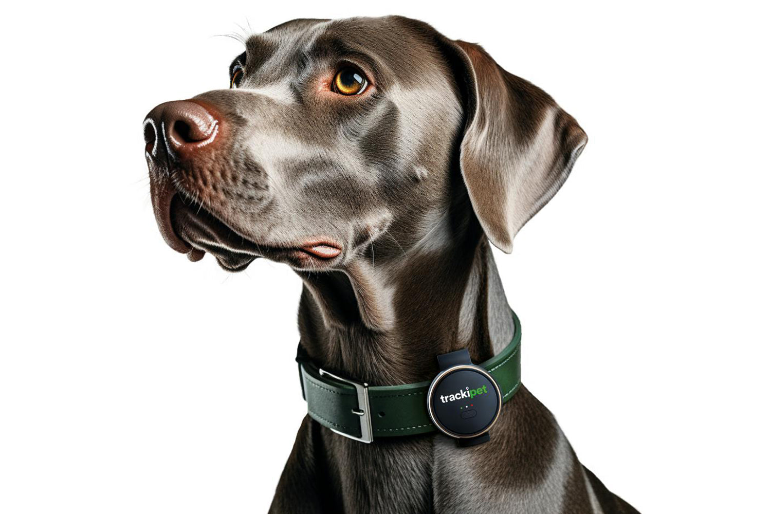 TrackiPet E71021417 4G Dog Tracker-6