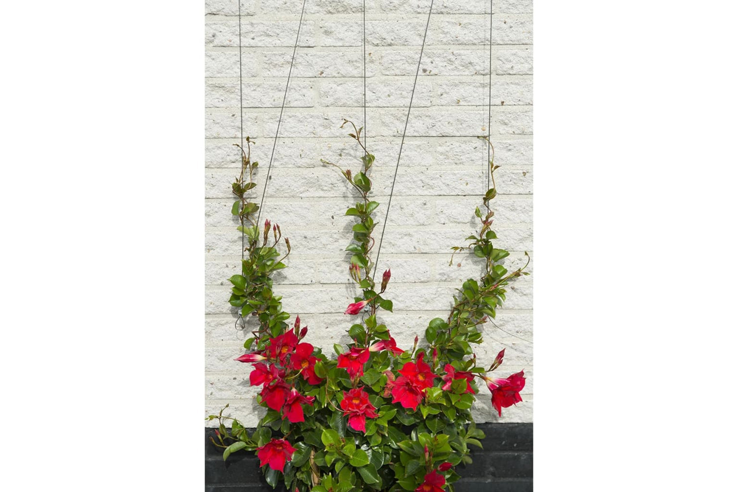 Nature 276220 Wire Trellis Sets For Climbing Plants 2 Pcs-4