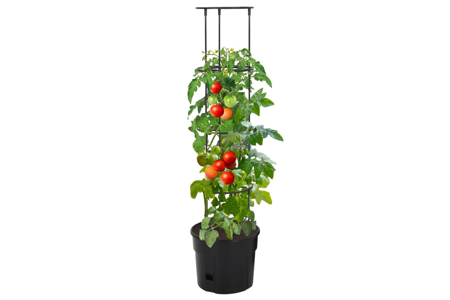 vidaXL 152209 Tomato Grower Anthracite ÃƒÂƒÃ‚Â˜29.5x115cm Polypropylene-2