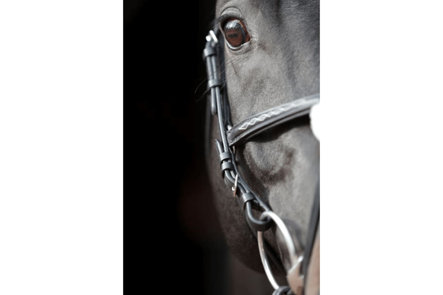 Covalliero Bridle Cancun Pony Black-6