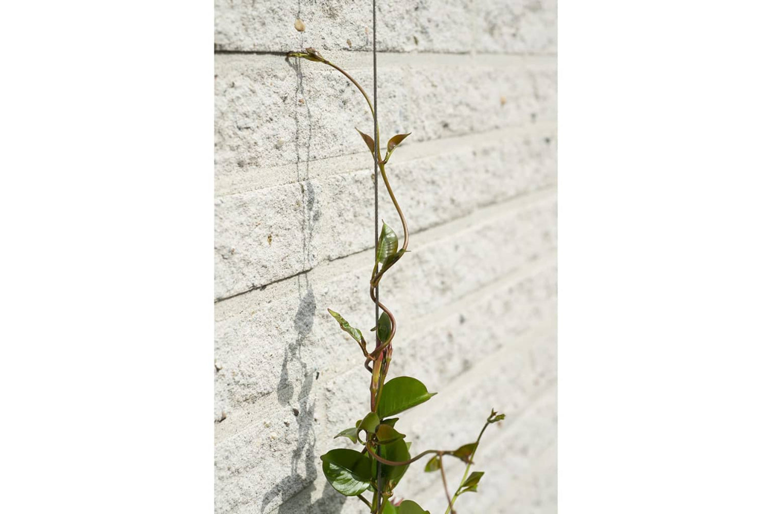 Nature 276220 Wire Trellis Sets For Climbing Plants 2 Pcs-6