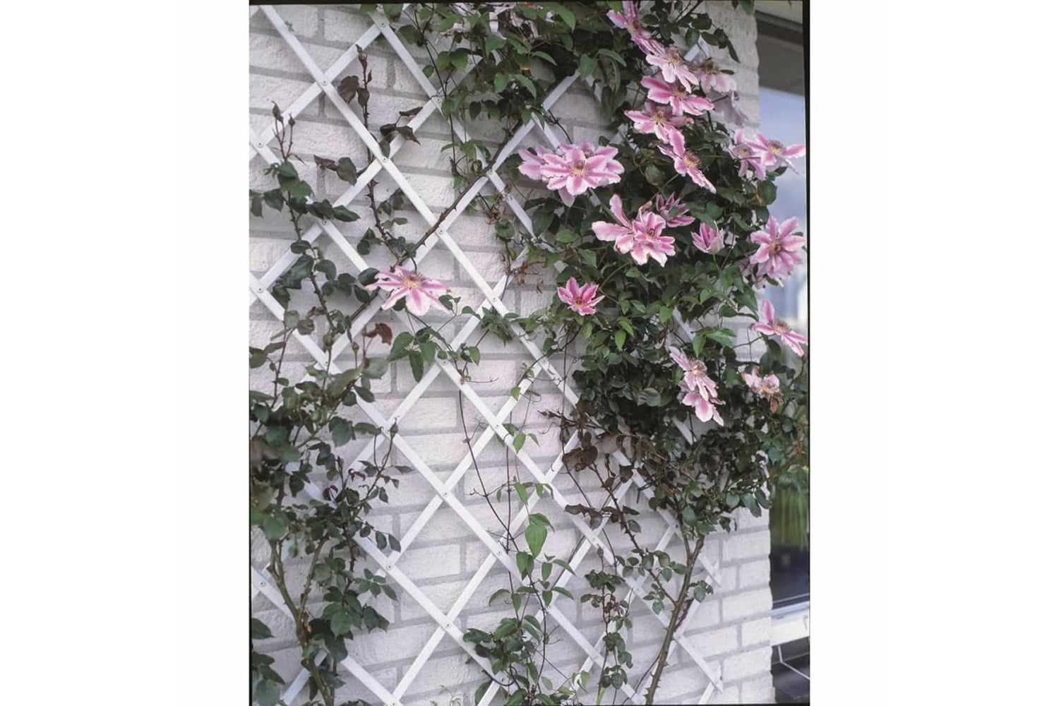 Nature 409350 Garden Trellis 100x200 Cm Pvc White 6040703-2