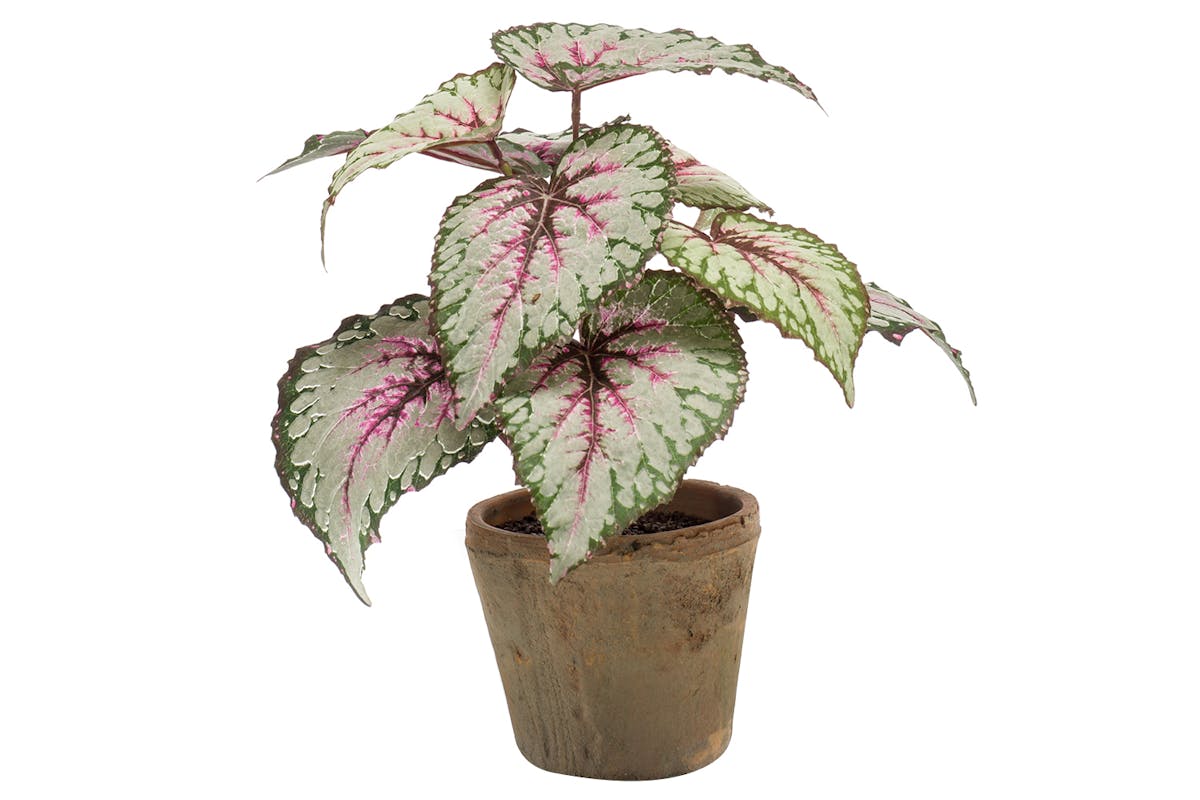 Artificial Begonia Leaves Bush Plant | Green/Purple | 25 cm